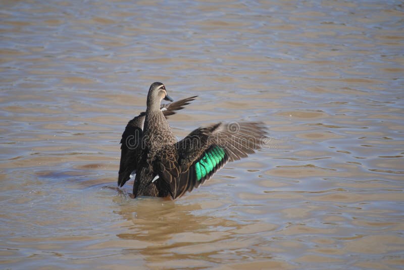 Pacific black duck stock image. Image of australia, lake 56628745