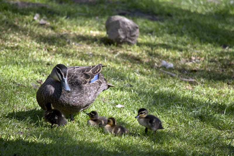The Pacific Black Duck is Looking after Her 3 Chicks Stock Image
