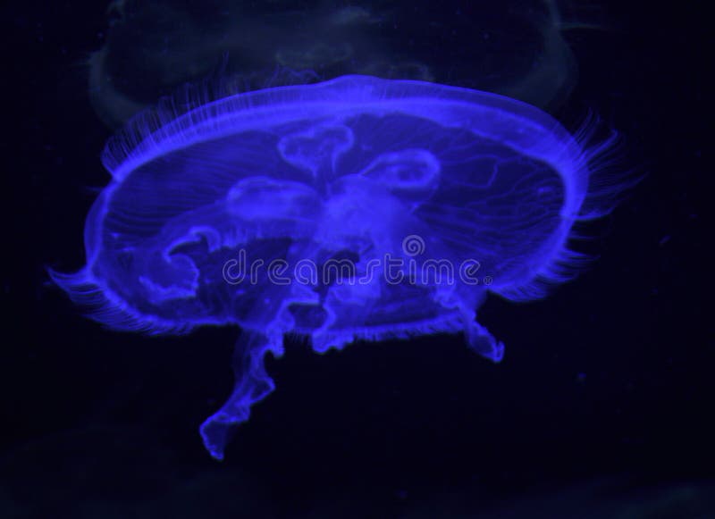 Download 2 001 Moon Jelly Photos Free Royalty Free Stock Photos From Dreamstime PSD Mockup Templates