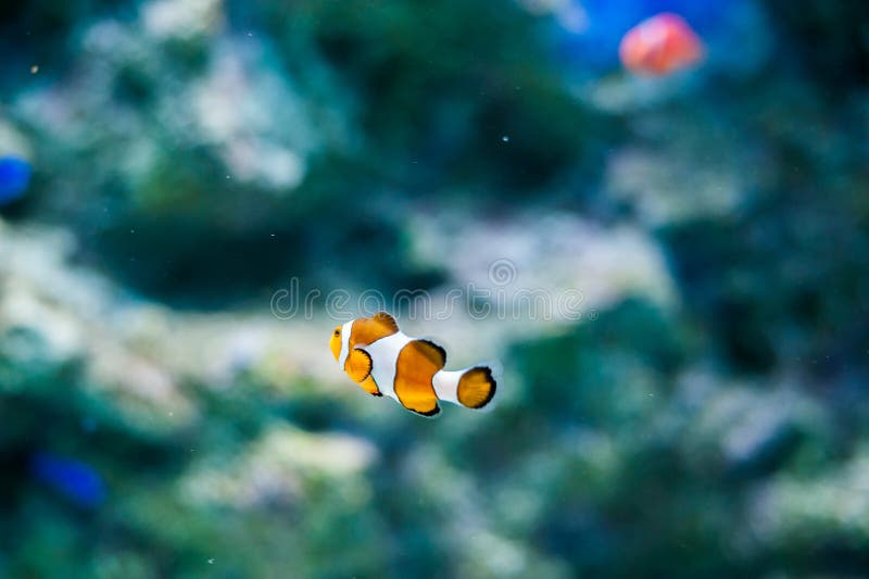 Pacific Clown Fish on coral background stock photos Pacific Clown Fish on coral background stock photos