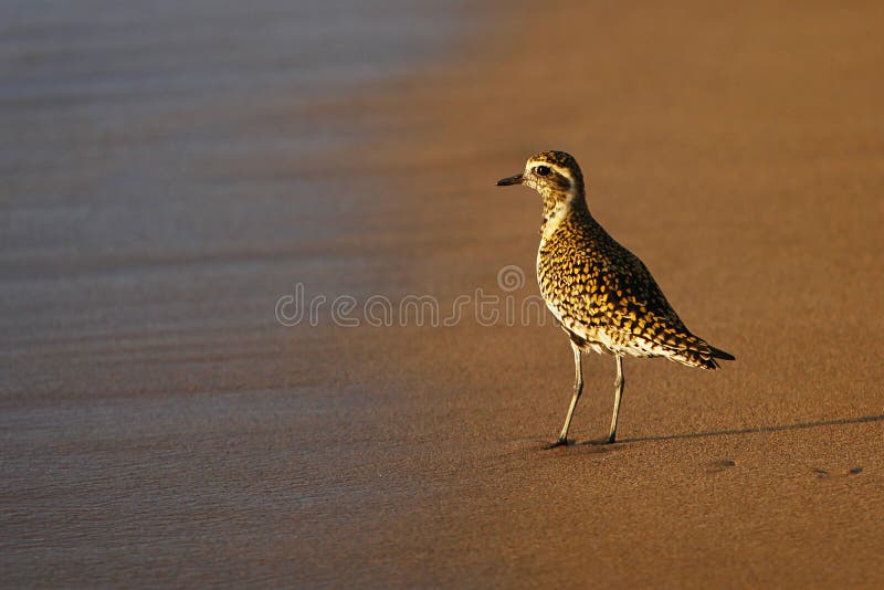 Pacific Golden Plover on Beach, Maui, Hawaii