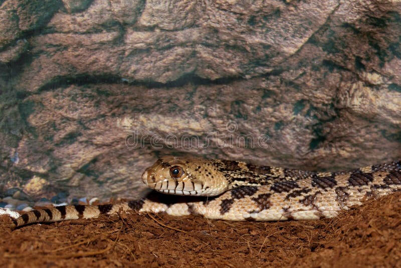 Pacific Gopher Snake