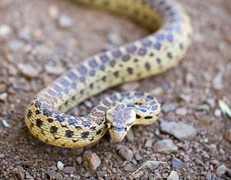 Pacific Gopher Snake &x28;Pituophis catenifer catenifer&x29; adult in defensive posture. Santa Cruz Mountains, California, USA.