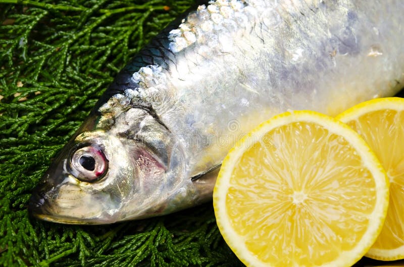 Pacific herring stock photo. Image of pacific, diet, seafood 23212304
