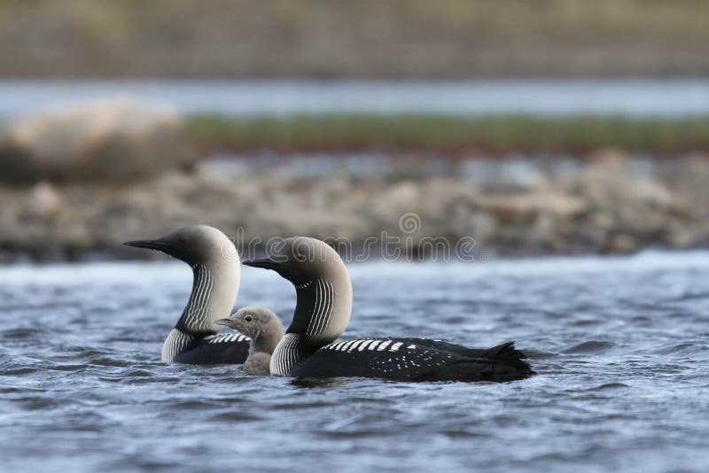 Pacific Loon or Pacific Diver with a young chick in arctic waters stock image Pacific Loon or Pacific Diver with a young chick in arctic waters stock image