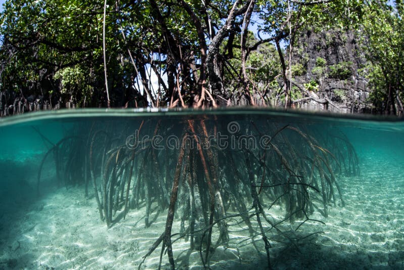 Prop roots descend from red mangrove trees (Rhizophora sp.) in a flooded forest in the tropical western Pacific. Mangroves are an ecologically important habitat that occurs along tropical coastal areas worldwide. Prop roots descend from red mangrove trees (Rhizophora sp.) in a flooded forest in the tropical western Pacific. Mangroves are an ecologically important habitat that occurs along tropical coastal areas worldwide.