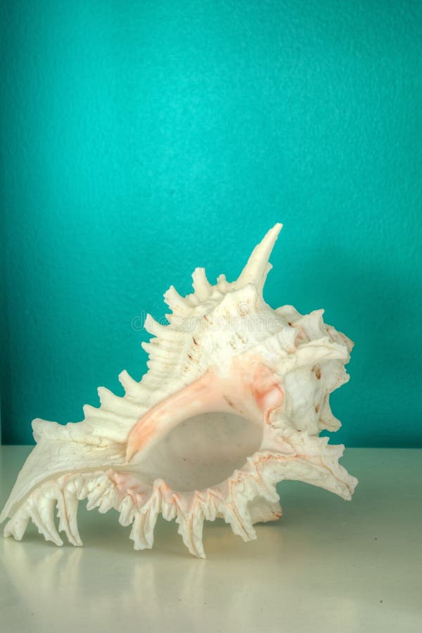 Pacific Murex Ramosus, Chicoreus ramosus, shell against an aqua blue green background in a decorative shelf