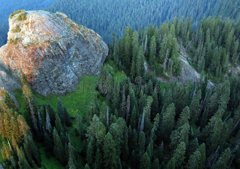 Pacific Northwest Douglas Fir Trees Stock Photo Image of conifers
