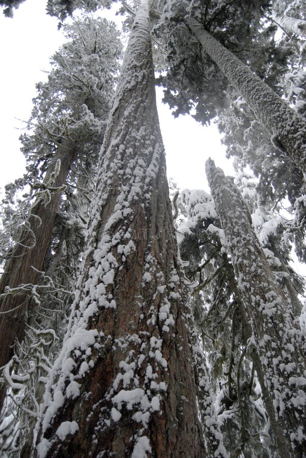 Pacific Northwest Douglas Fir Trees Stock Image Image of magnificent