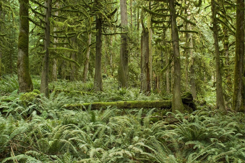 Pacific Northwest Forest