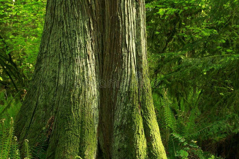 Pacific Northwest Forest and Alaskan Yellow Cedar Tree Stock Image