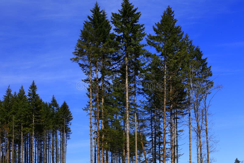 Pacific Northwest Forest And Douglas Fir Trees Stock Photo Image of