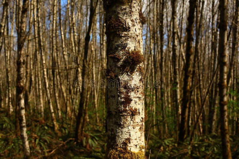Pacific Northwest Forest And Red Alder Tree Stock Image Image of