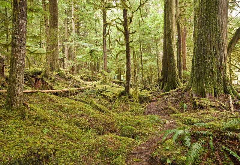 Pacific Northwest Rain Forest