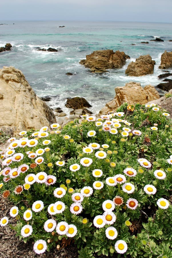 Pacific Ocean Flowers stock photo. Image of waves, flowers 7587914
