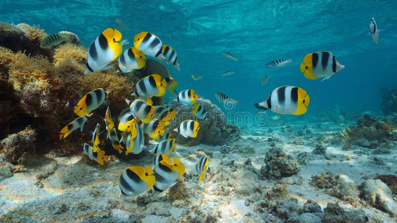 Pacific Ocean French Polynesia Tropical Fish Stock Image - Image of ...