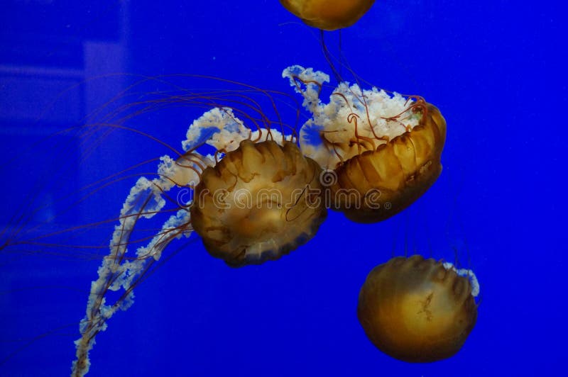 Pacific Ocean Jellyfish In Vivid Blue Stock Photo - Image of blue, green: 45842478
