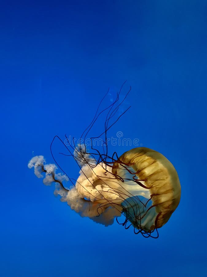 Pacific mora žihľava želé rýb drifting prostredníctvom jasné modré oceány vody.