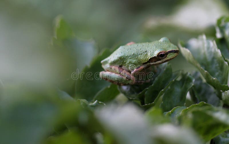 Pacific Tree Frog - 1 royalty free stock photography Pacific Tree Frog - 1 royalty free stock photography