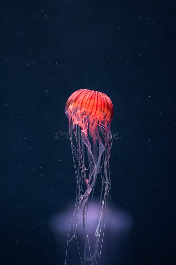 Glowing jellyfish chrysaora pacifica underwater, close-up view. Glowing jellyfish chrysaora pacifica underwater, close-up view