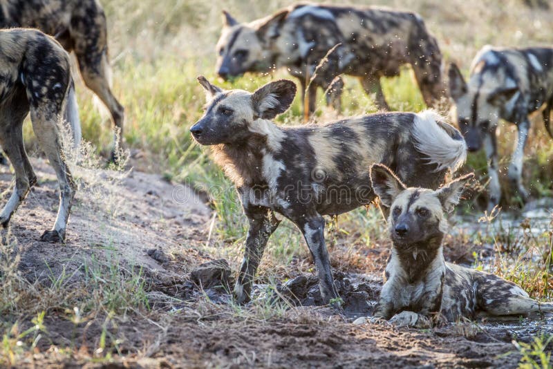 pack of wild dogs pack of wild dogs
