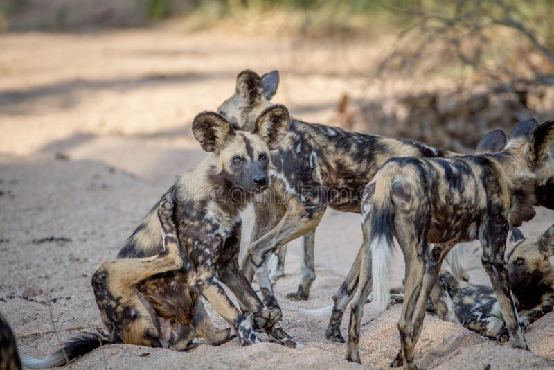 wild dogs packs wild dogs packs