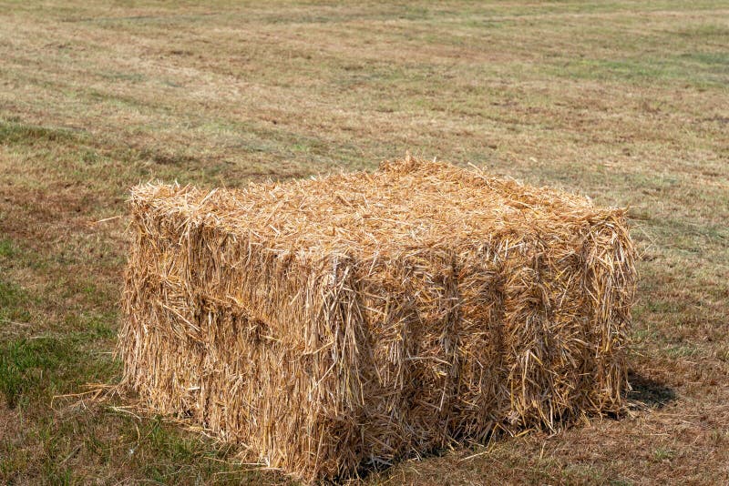 Pack Compressed Hay on Mown Grassland Stock Photo - Image of harvest ...