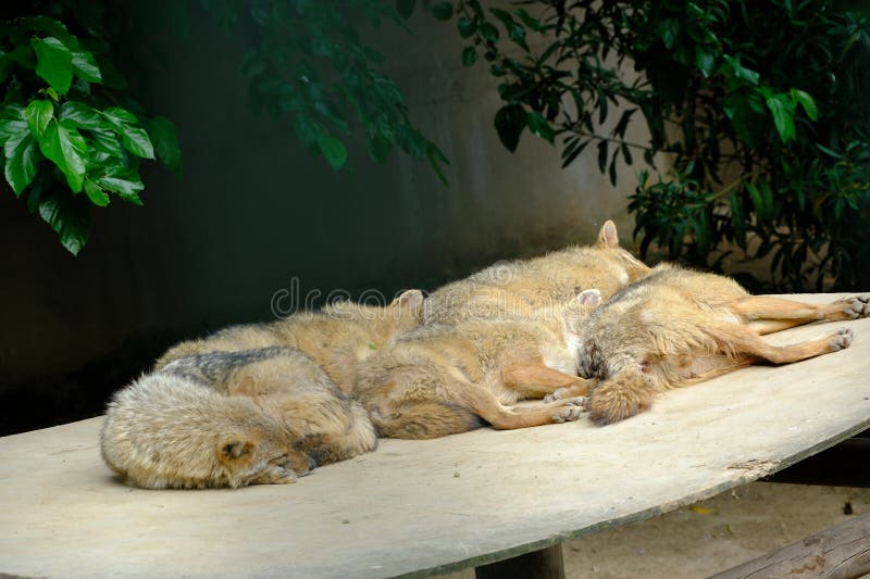 pack-coyotes-sleeping-pack-coyotes-sleeping-279366400.jpg