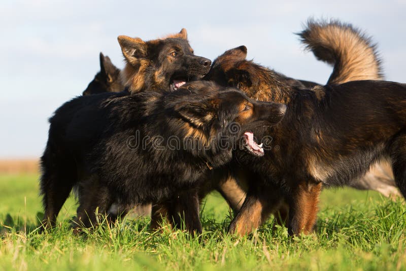 Pack Fighting German Shepherd Dogs Stock Photos Free & RoyaltyFree
