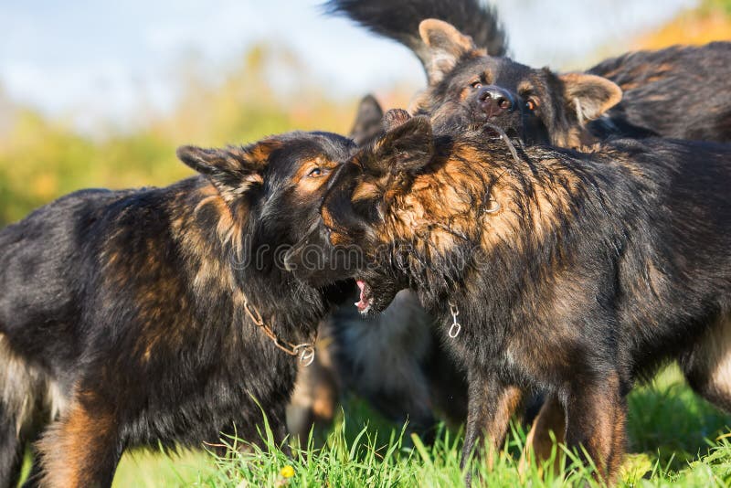 Pack Fighting German Shepherd Dogs Stock Photos Free & RoyaltyFree
