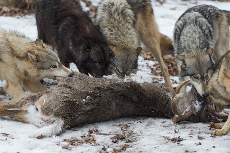 Pack of Grey Wolves Canis Lupus Pull at White-Tail Deer Carcass Winter ...