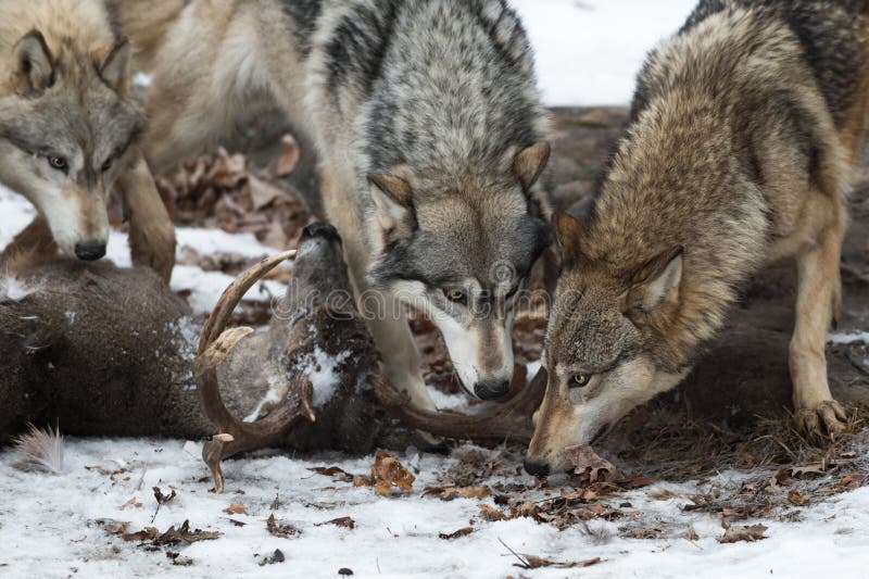 Pack of Grey Wolves Canis Lupus Eyes Over Body of White-tail Deer ...