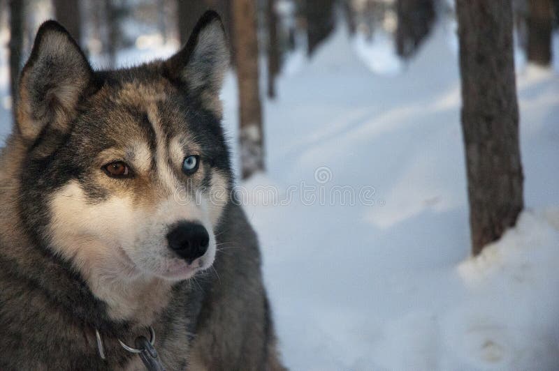Haski sibiry is the dog sledding in the north pole of lapland finland royalty free stock photos Haski sibiry is the dog sledding in the north pole of lapland finland royalty free stock photos