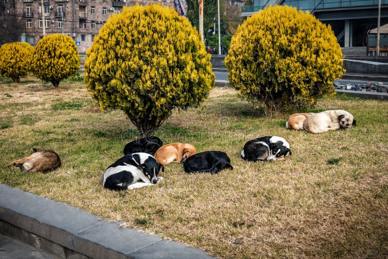 A Pack of Stray Dogs Wandering on the Way Stock Image Image of line