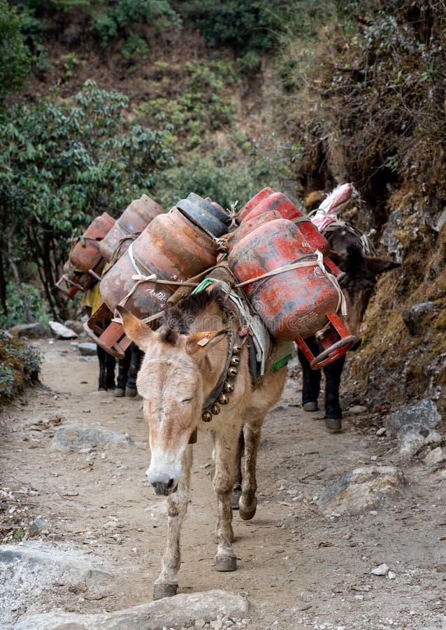 Pack Horses in the Mountains , Altay Stock Image Image of pack, altai 102985287