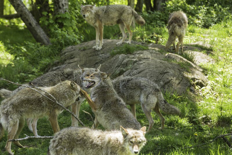 Coyote Howling on the Prairie Stock Photo Image of carnivores