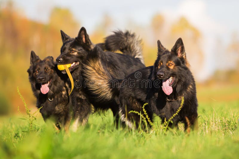 Pack Fighting German Shepherd Dogs Stock Photos Free & RoyaltyFree