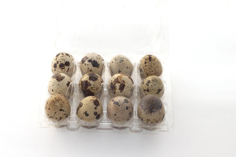 Pack of quail eggs stock photo. Image of locked, iron 113431228