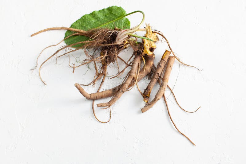 Rumex crispus root yellow dock with leaves on white background