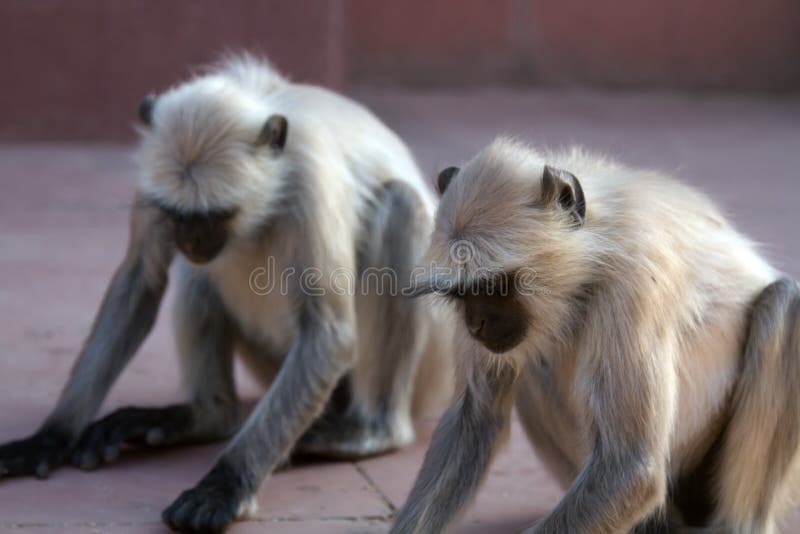 From the life of Langur monkeys (Black-shanked douc (Semnopithecus hypoleucos)). Pack of sacred monkeys collect grain from pilgrims. People traditions of feeding wild animals. Semnopithecus hypoleucos stock images, royalty-free photos and pictures