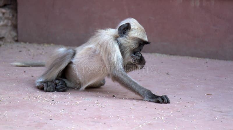 From the life of Langur monkeys (Black-shanked douc (Semnopithecus hypoleucos)). Pack of sacred monkeys collect grain from pilgrims. People traditions of feeding wild animals. Semnopithecus hypoleucos stock images, royalty-free photos and pictures