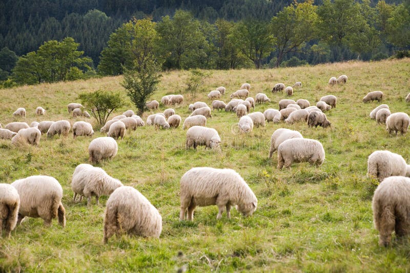 Pack of sheeps