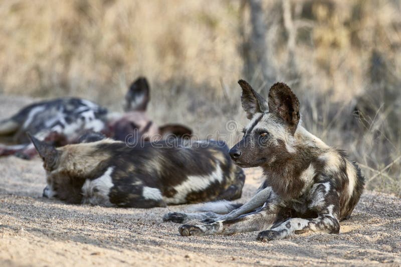 A pack of wild dogs stock image. Image of pack, safari 57017037