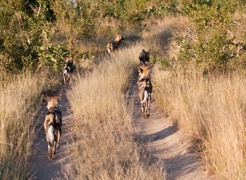 Pack of African Wild Dogs Hunting for Food in the Bush Stock Image