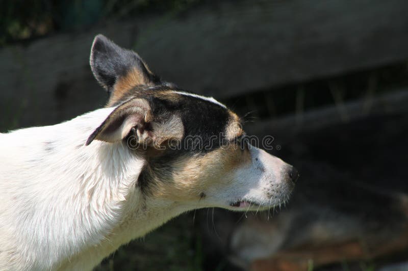 Pack of wild dogs on the street in the village stock photos