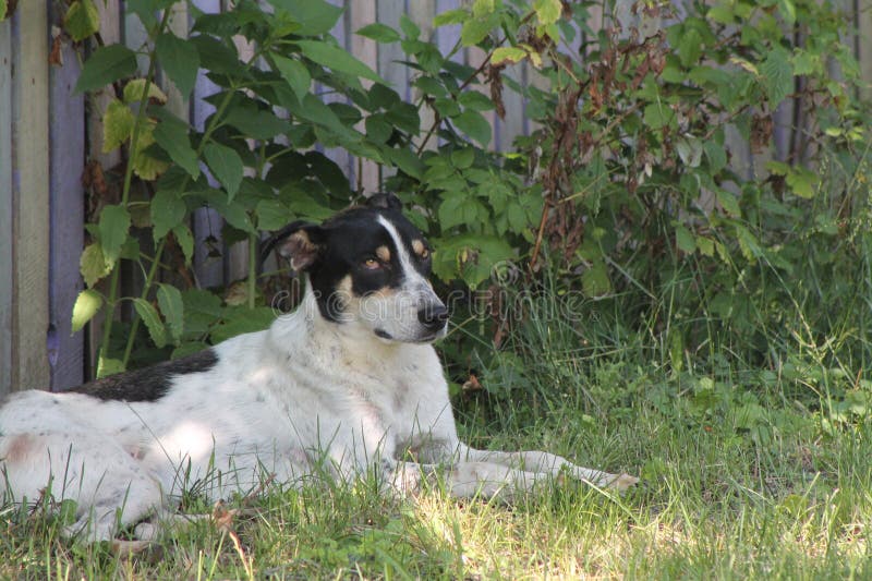Pack of wild dogs on the street in the village stock images