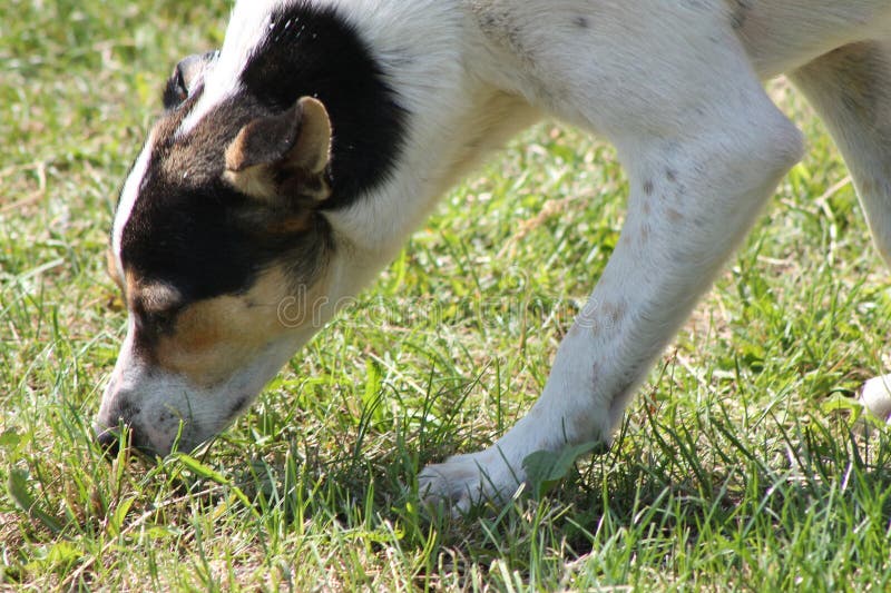 Pack of wild dogs on the street in the village royalty free stock photo