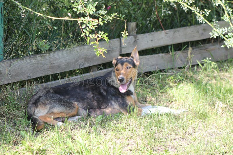 Pack of wild dogs on the street in the village royalty free stock images