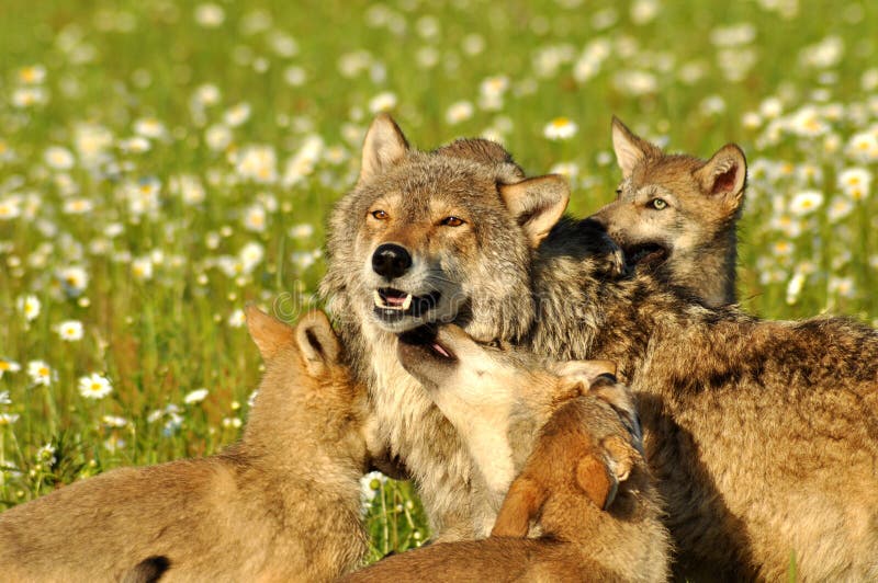 Wolves pack stock photo. Image of howling, wilderness - 12302132