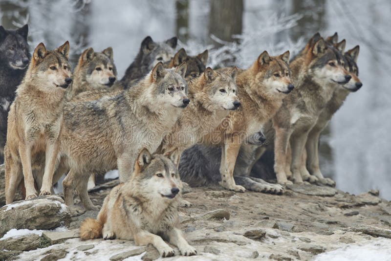 Envoltura de lobos en la nieve.